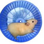 Raus aus dem Hamsterrad